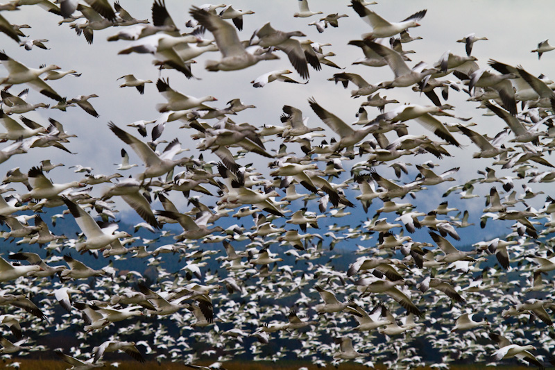 Snow Geese Flock Taking Off